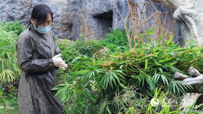 莫咏娴正在大熊猫馆工作。人民网 吴宇扬扬摄