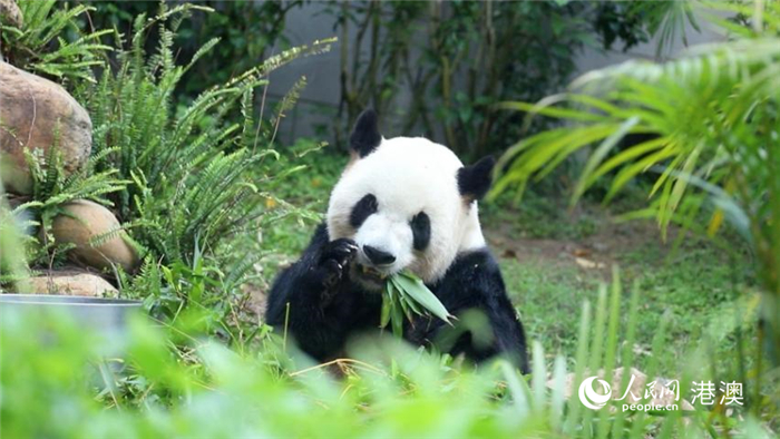 大熊猫爸爸“开开”正在享用早餐。人民网 吴宇扬扬摄