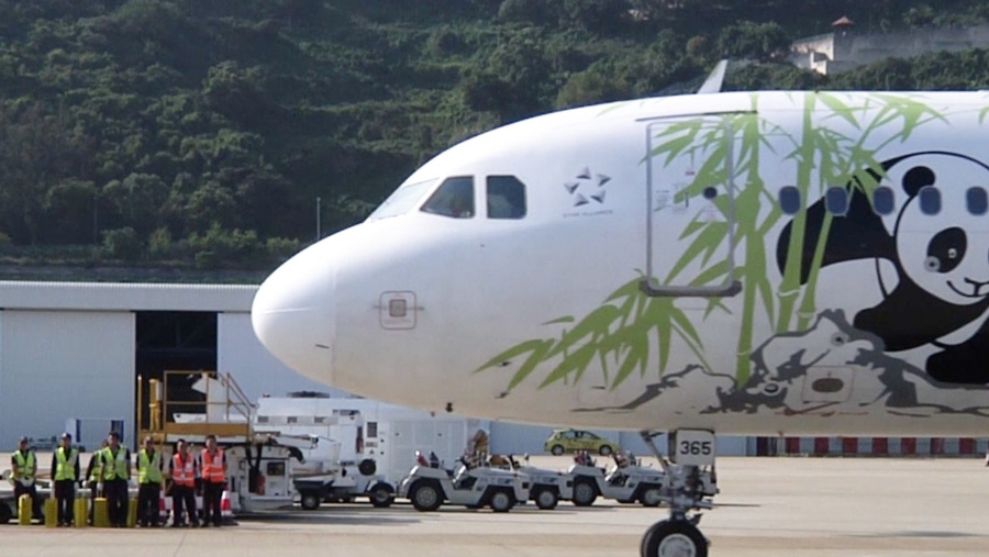 大熊猫“开开”“心心”抵达澳门。澳门特区政府新闻局视频资料截图