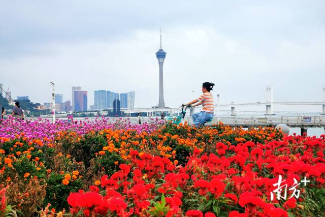 珠海国际会展中心，绚丽的花海与澳门旅游观光塔相互映衬，唯美唯俏。