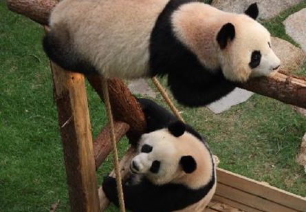 中央赠澳大熊猫“开开”“心心”于2010年12月18日来到澳门