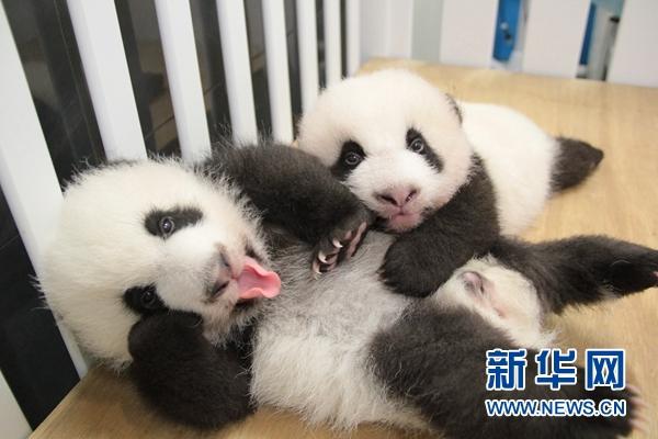 大熊猫家族的"黑白小礼服",双眼已睁开,正处于学习及认识新事物的成长